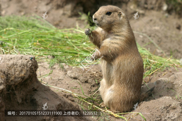 草原犬鼠