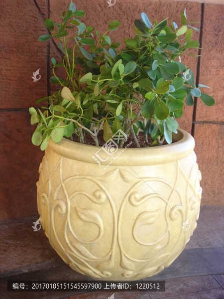 盆栽植物