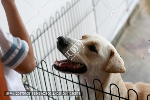 請收養(yǎng)我！