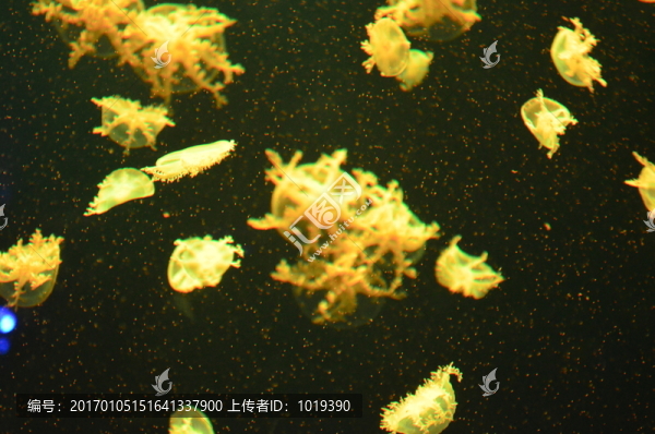 黃色夢(mèng)幻水母