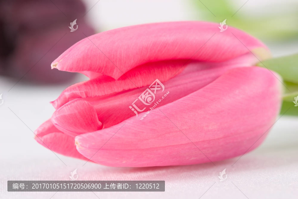 漂亮的粉紅色的郁金香
