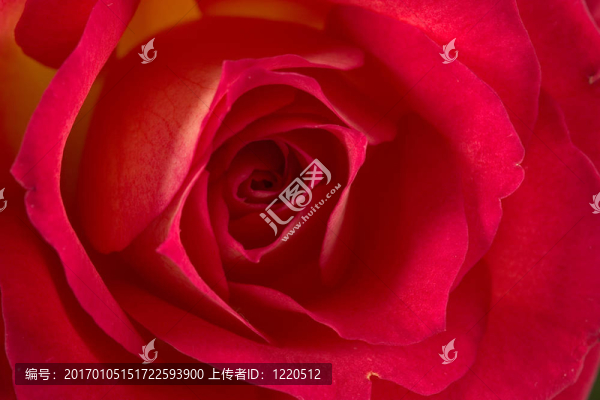 玫瑰（肯尼亞的驕傲）