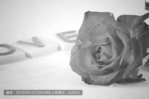 玫瑰在B