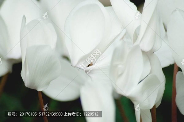 仙客來(lái)
