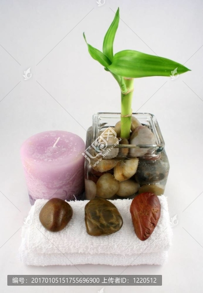 竹類植物
