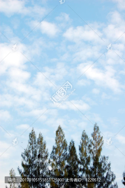 木麻黃樹
