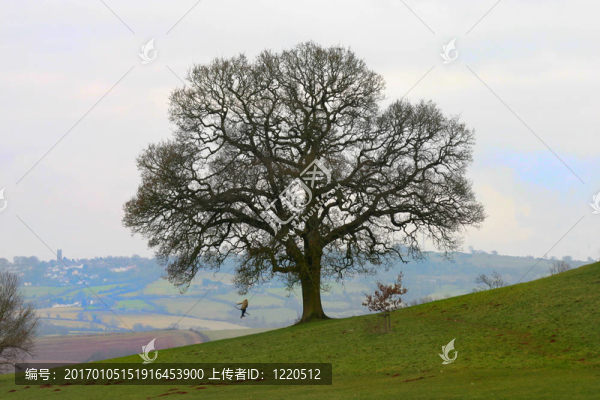 樹搖擺