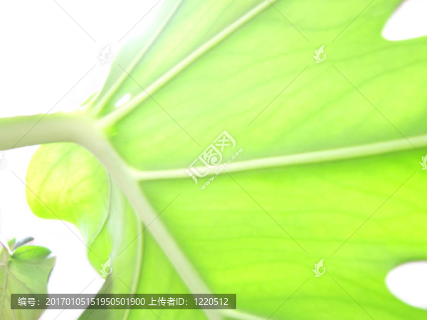 摘要葉