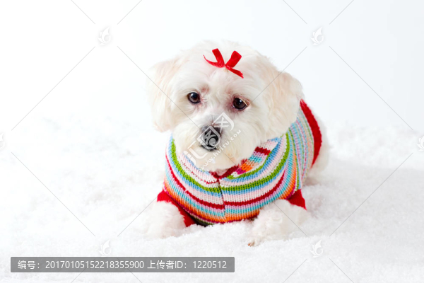 冬季場景中的小白狗