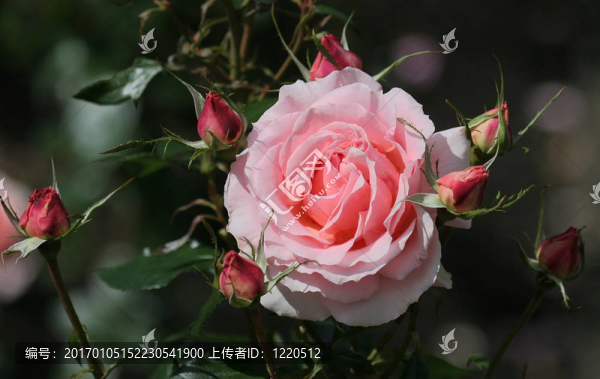 玫瑰