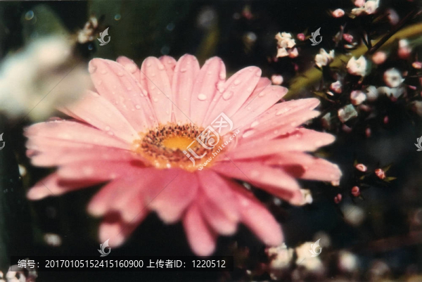 戴茜滴