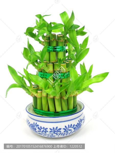 幸運竹
