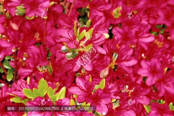 豐富的杜鵑花