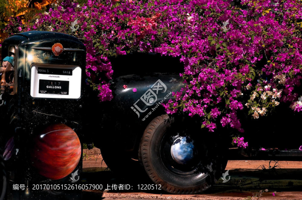 bougainvilla
