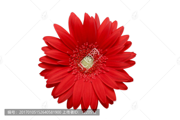 紅菊花分離