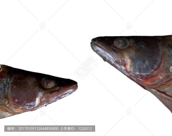 魚頭分離