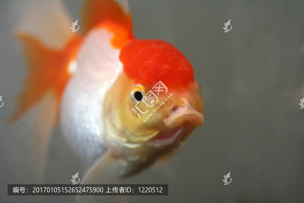 獅頭金魚(yú)