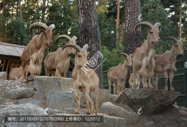 chamoises