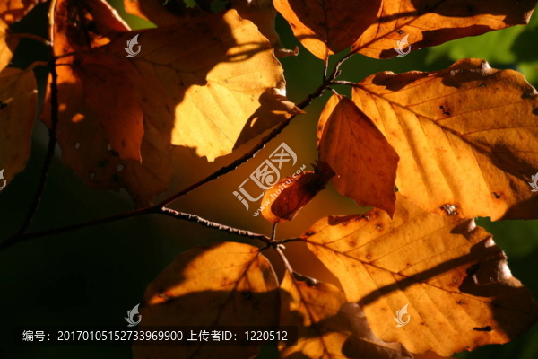 秋天的落葉