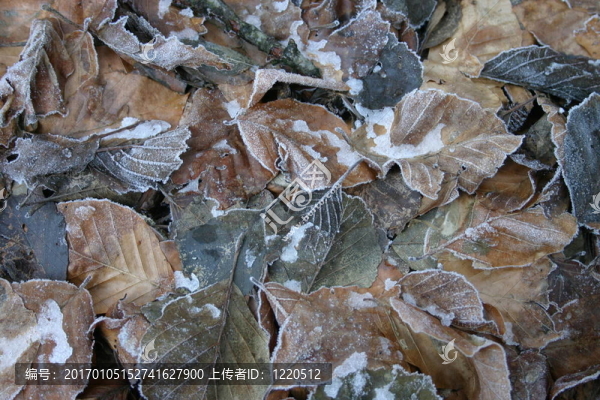 凍結(jié)的樹葉