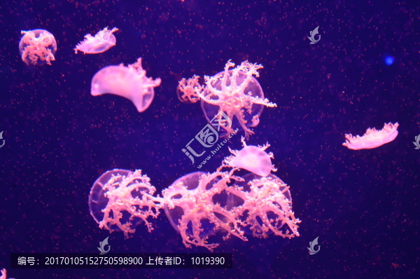 紫色夢幻水母