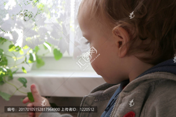 漂亮的植物