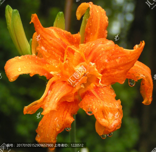 帶雨滴的橙色花