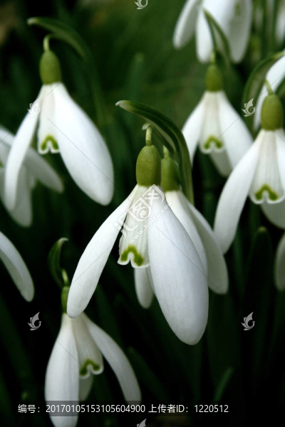 雪花蓮