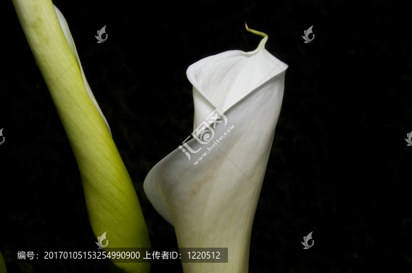 馬蹄蓮