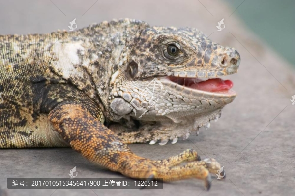 捕食者