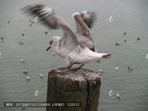 海鷗在運動