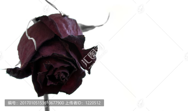 死去的玫瑰