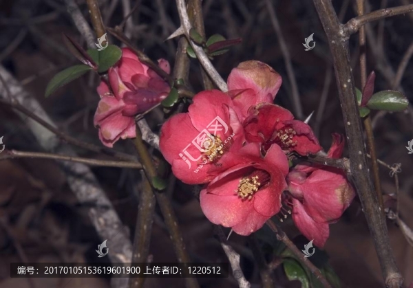 野生海棠