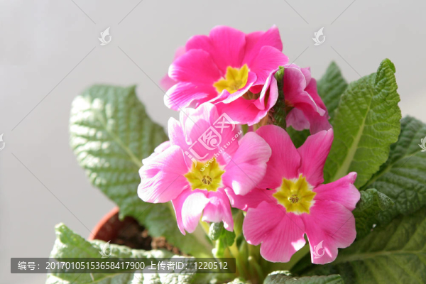 報春花屬