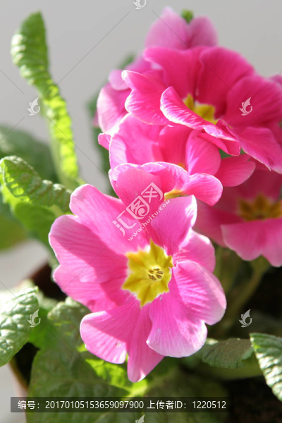 報(bào)春花屬