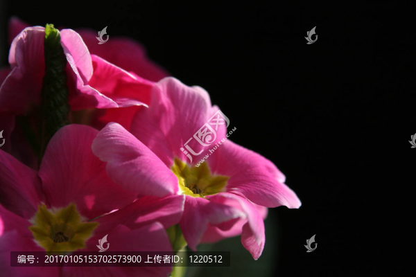 報(bào)春花屬