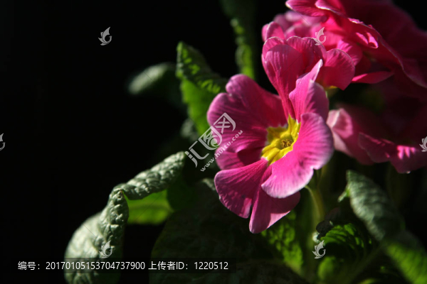 報春花屬