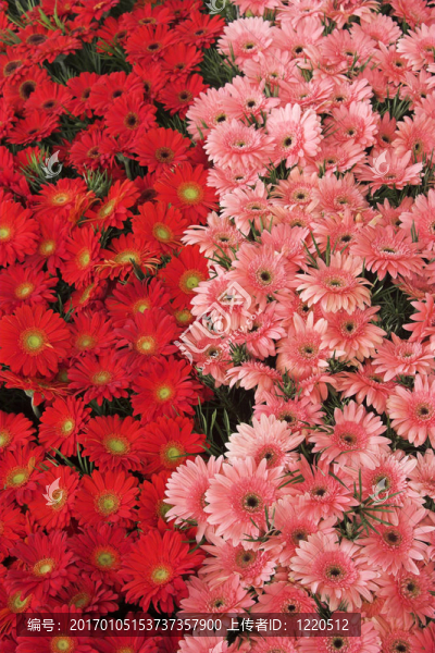 非洲菊
