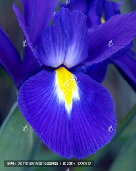 藍色鳶尾花瓣