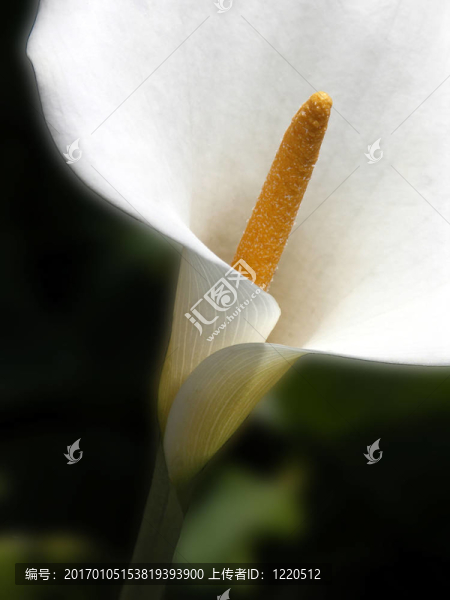 馬蹄蓮