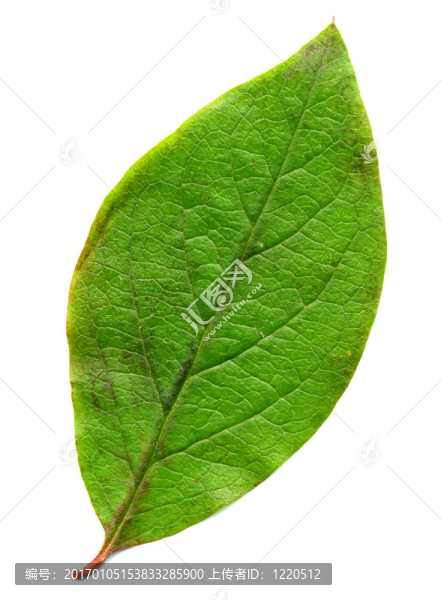 完美的綠葉