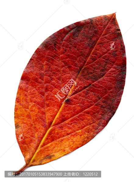 完美的紅色秋天的葉