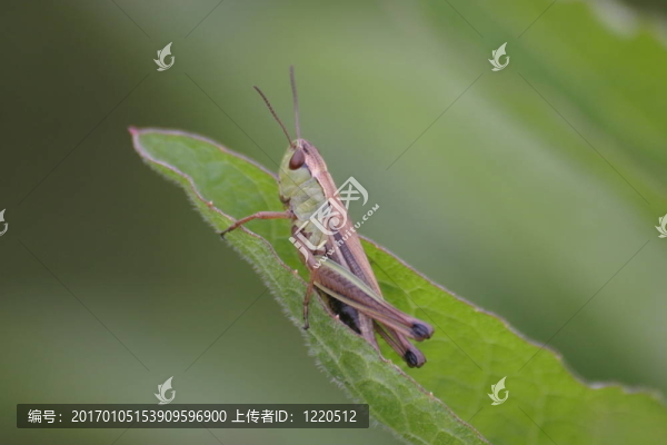 蚱蜢