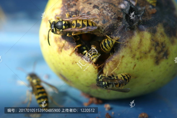 梨上的黃蜂
