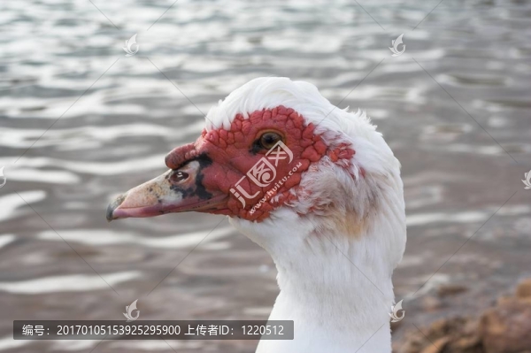 丑小鴨