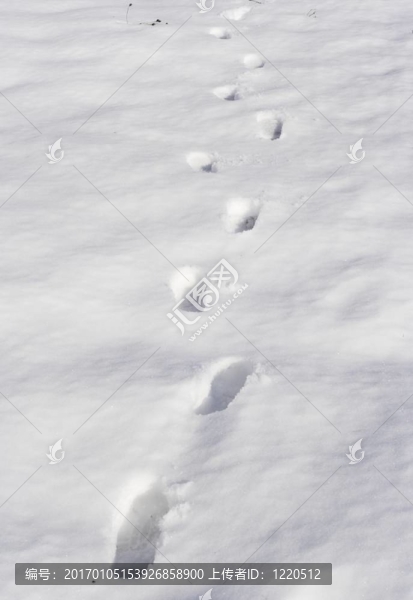 雪中的腳印