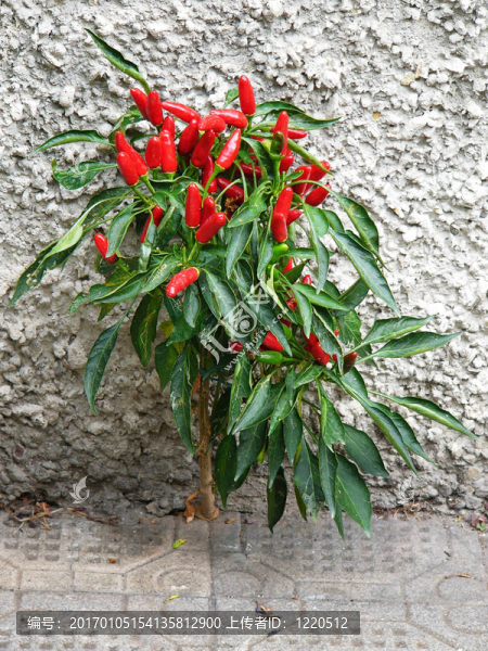 紅辣椒布什