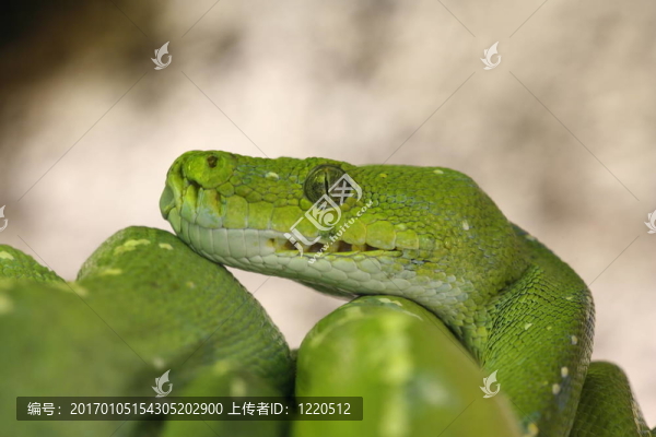 綠色的蛇
