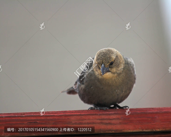 鳥棲息