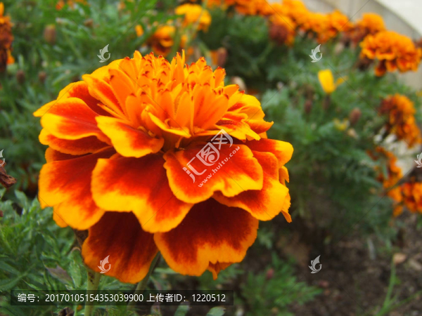 花園